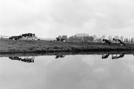 842811 Afbeelding van enkele koeien op een dijkje langs de rivier de Eem, bij de boerderij Hoogerhorst op de Kleine ...